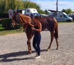Cavalière soigneuse - entraînement 