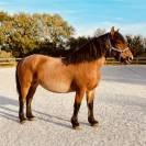 Jument porteuse 153cm 10 ans 