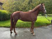 Superbe jument SBS  de Famille / Obstacle