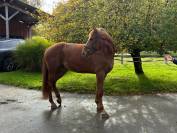 Superbe jument SBS  de Famille / Obstacle