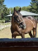 Dp cheval 2x par semaine 