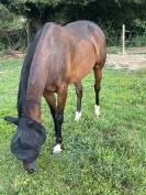 Jument SF 8 ans : CCE & Hunter 