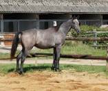 Mâle SFO par Rohotep de Toscane