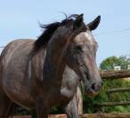 Mâle SFO par Rohotep de Toscane