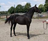 Jument SF Glamourdale x Fürst Heinrich