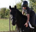 Jument SF Glamourdale x Fürst Heinrich