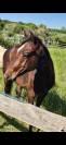 Colt Quarter For sale 2024 Bay