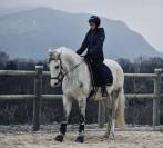 Pur sang Lusitanien PP