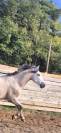 Entire PRE Pure Spanish Bred For sale 2023 Grey