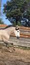Entire PRE Pure Spanish Bred For sale 2023 Grey