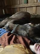 Poulain de 6 mois – Isabelle fumée 