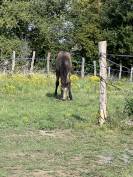 Poulain de 6 mois – Isabelle fumée 