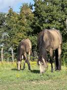 Poulain de 6 mois – Isabelle fumée 