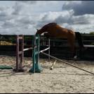 Jument 6 ans a finir de former 