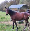 Trotteur 3 ans Reformé