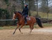 Hongre 3 ans sport petit fils de Diamant de Semilly 