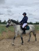 Entire Connemara For sale 2015 Grey