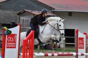 Recherche demi-pension pour poney de sport connemara