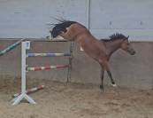 Poney de sport D