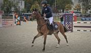 Poney de sport D