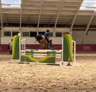 Poney de sport D