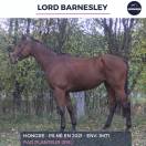 LORD BARNSLEY - PS - 4 ANS