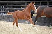 Poulain SF 6 mois sport 
