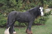 Poney PP Gypsy Cob 11ans, 1,30m