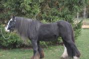 Poney PP Gypsy Cob 11ans, 1,30m