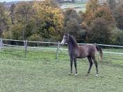 Poulain pur sang arabe 