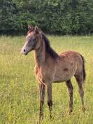 Poulain pur sang arabe 