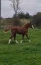 SPLENDIDE FOAL MALE CSO