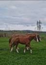 SPLENDIDE FOAL MALE CSO