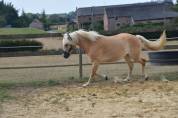 A vendre très belle jument  haflinger pp
