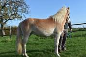 Bel hongre haflinger PP