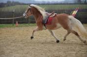 Bel hongre haflinger PP
