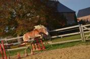 Bel hongre haflinger PP