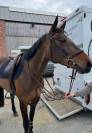 Jument 6 ans