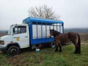 Poids-lourd bétaillière Mercedes 711D