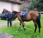 Beau Hongre porteur potentiel CSO 5 ans