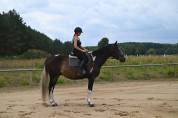 Beautiful easy nice horse Top jumper/eventer/hunter .