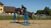 Beautiful easy nice horse Top jumper/eventer/hunter .