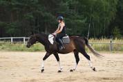 Beautiful easy nice horse Top jumper/eventer/hunter .