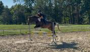 Beautiful easy nice horse Top jumper/eventer/hunter .