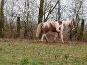 INCA petit cheval pie 7 ans 