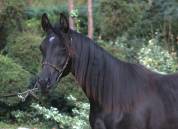 Beautiful Tall Black homozygous purebred arabian  mare 