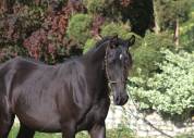 Beautiful Tall Black homozygous purebred arabian  mare 