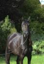 Beautiful Tall Black homozygous purebred arabian  mare 