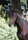 Tall Black homozygous purebred arabian  mare 