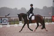 JUMENT DRESSAGE HANOVRIENNE 9 ANS